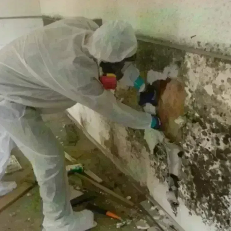 Mold Remediation and Removal in Lowell, MA